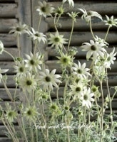 <i>Actinotus helianthi<BR><BR>�����ʼ�ե��ͥ�ե��إԥԡ�