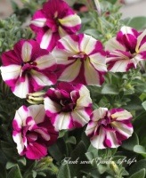 <i>Petunia��hybrida</i><BR><BR>Ķ������ȾȬ�ťڥ���˥�<BR>�ץ�ߥ��ॳ�쥯�����<BR>�إ��ߥ��֥��������