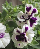 <i>Petunia��hybrida</i><BR><BR>Ķ������ȾȬ�ťڥ���˥�<BR>�ץ�ߥ��ॳ�쥯�����<BR>�إ��ߥ��֥�֥롼��