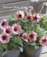 <i>Petunia��hybrida</i><BR><BR>Ķ���������꿧��<BR>�ץ�ߥ��ॳ�쥯�����<BR>�إ�ȥ�ߥ��ƥ꡼��