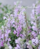 <i>Scutellaria indica</i><BR><BR><BR>�����ƥ�ꥢ<BR>��̾��Ωϲ��<BR>�إѥ��ƥ�ԥ󥯡�