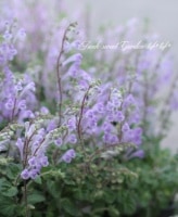 <i>Scutellaria indica</i><BR><BR>�����ƥ�ꥢ<BR>��̾��Ωϲ��<BR>�إѥ��ƥ�ѡ��ץ��