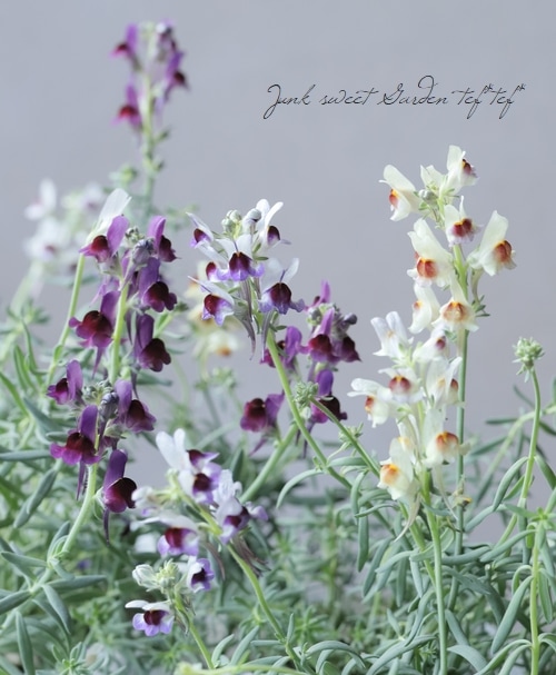 宿根リナリア　紫　ピンク　白　黄色　Mix　苗　宿根草　多年草　姫金魚草　抜き苗 宿根リナリア・姫金魚草 『リップルストーン』 『ネオンライト