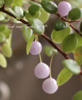 <i>Sphyrospermum buxifolium</i><BR><BR>�ؿ��������