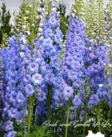 <i>Delphinium</i><BR><BR>�ǥ�ե��˥��ࡦ���֥�<BR>�إ֥롼�졼����