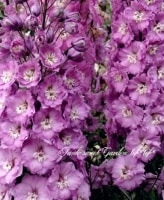 <i>Delphinium</i><BR><BR>�ǥ�ե��˥��ࡦ���֥�<BR>�إ������ȥϡ��ȡ�