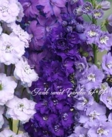 <i>Delphinium</i><BR><BR>�ǥ�ե��˥��ࡦ���֥�<BR>�إߥ��ƥ��⡼������