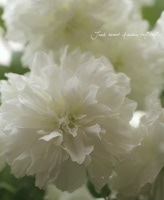 <BR>Rubus rosifolius.<BR><BR>إ֥ޡˡ<BR>̾إȥ󥤥Х١إȥХ