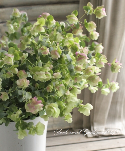 花オレガノ ケントビューティー すべての商品 Junk Sweet Garden Tef Tef