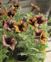 <i>Petunia x hybrida</i><BR><BR>�ڥ���˥����襳�ϥ�<BR>�إȥ磻�饤�ȡ�