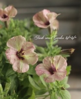 <i>Petunia x hybrida</i><BR><BR>�ڥ���˥�<BR>�ؤ��ä����ߡ��� no.17
