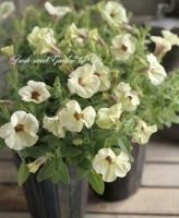 <i>Petunia x hybrida</i><BR><BR>�ڥ���˥�<BR>�ؤ��ä����ߡ��� no.24