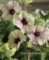 <i>Petunia x hybrida</i><BR><BR>�ڥ���˥�<BR>�ؤ��ä����ߡ��� no.16