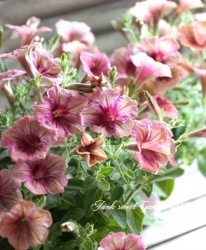 ڥ֥餵󥪥ꥸʥ ڥ˥إƥ