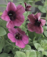 <i>Petunia x hybrida</i><BR><BR>ī�ҥ��ޥ󡦥ڥ���˥�<BR>�ػ�徽��
