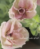 <i>Petunia x hybrida</i><BR><BR>ī�ҥ��ޥ󡦥ڥ���˥�<BR>��Ȭ�Ť��ޤ��