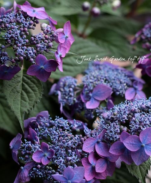 Adelia Gita 作品 i>Hydrangea hirta</i><BR><BR>原種系・山紫陽花<BR>『奥多摩小
