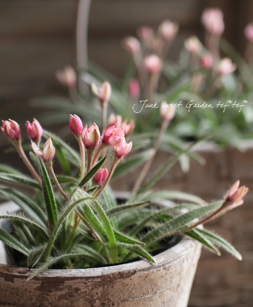 八重咲きアッツ桜 ・ロドヒポキシス 『チューリップ咲き』 | すべての