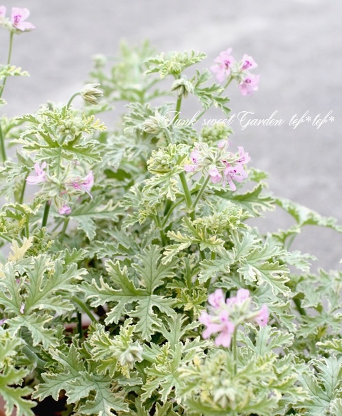 I Pelargonium Variegatum I Br Br 宿根斑入りピンク花 Br ハーブローズゼラニウム Br レディープリマス すべての商品 Junk Sweet Garden Tef Tef
