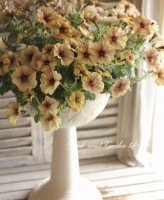 <i>Petunia��hybrida</i><BR><BR>�ǿ��ʼ�ڥ���˥�<BR>�إ������������������륭����ơ�