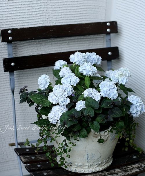 予約販売 5 1着 発送開始 Br Br 山紫陽花 ブルー Br 伊予獅子手まり 寄せ植え すべての商品 Junk Sweet Garden Tef Tef