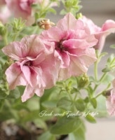 ī�ҥ��ޥ󡦥ڥ���˥���ʿ�Ĥ���Ρغ������