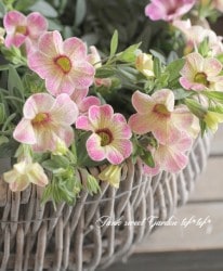 ֥饳쥪󡡡إԥ󥯥쥤