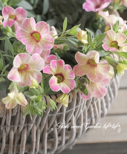 カリブラコア・カメレオン 『ピンクグレイス』 | すべての商品