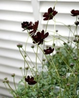 <i>Cosmos atrosanguineus</i><BR><BR>���祳�졼�ȥ����⥹<BR>�إ֥饦��롼�����