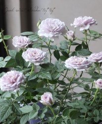 �ߥ˥Х顡�إ����󥿡��ޥ��å��١�����