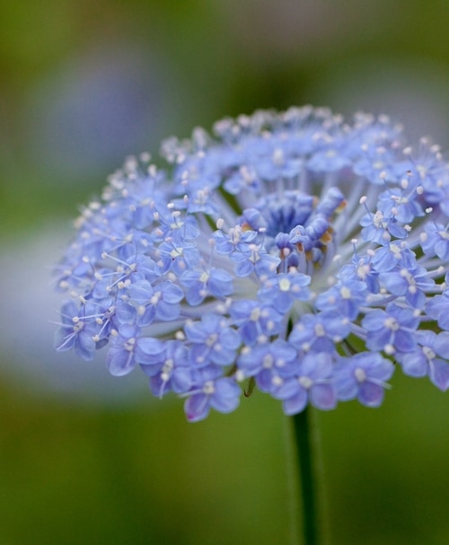 I Trachymene Caerulea I Br Br ディディスカス Br ブルーレースフラワー すべての商品 Junk Sweet Garden Tef Tef