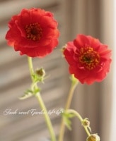 <i>Geum chiloense</i><BR><BR>Ȭź餭<BR>إߥ ֥åɥ硼