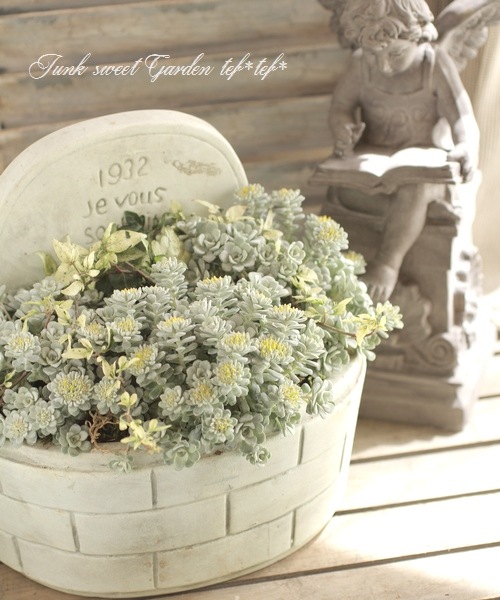 〆 白雪① mi（寄せ植えアイコン）さん専用 000000004745_SqbaNtp.jpg