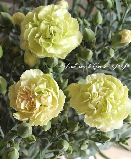 マネ　レプリカ　カーネションとクレマテス i>Dianthus caryophyllus</i><BR><BR>カーネーション