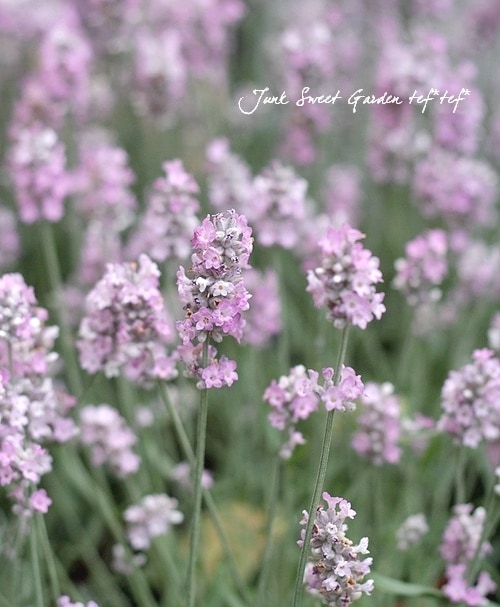 ペンハリガン　ラバンデュラ　LAVANDULA Lavandula Penhaligon's perfume - a fragrance for women