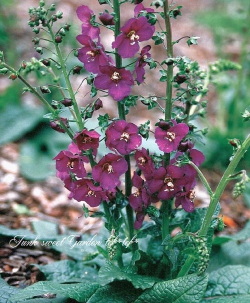 Verbascum densiflorumバーバスカム デンシフロラム苗 Amazon.co.jp: [World Fantasy Garden] 苗 バーバスカム サザン