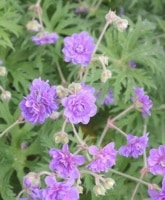 <i>Geranium pratense</i><BR><BR>˥ࡦץʥ<BR>إӥ饻