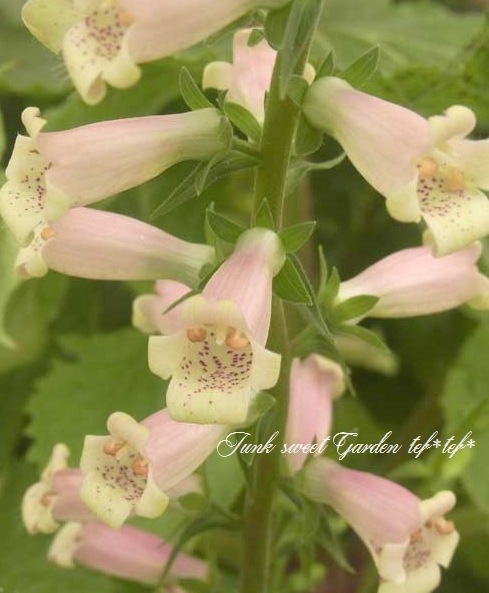 I Foxglove Digitalis I Br Br ジギタリス Br グローリー オブ ラウンドウェイ Flower Species Junk Sweet Garden Tef Tef