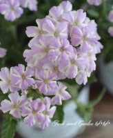 �ɺ��С��٥ʡ������ȥ�顡�إ�٥������������