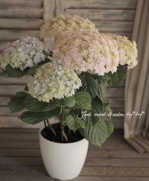 八重咲き紫陽花 てまりてまり すべての商品 Junk Sweet Garden Tef Tef
