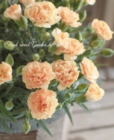 <i>Dianthus caryophyllus</i><BR><BR>͡<BR>إ-ץꥳåȡ