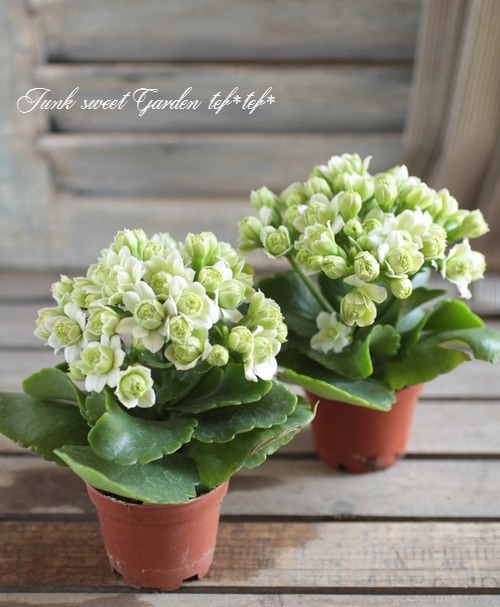 i>Kalanchoe</i><BR><BR>驚きの新種！<BR>カランコエ<BR>『パリ