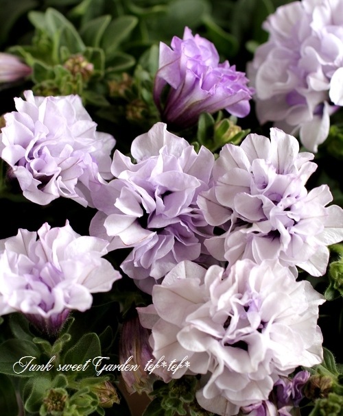 タエニア　TAENIA i>Petunia×hybrida 大株!</i><BR><BR>八重咲き！ペチュニア<BR