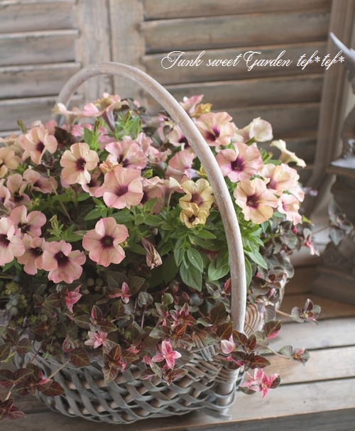 tef*tef*寄せ植え<BR>2015 * no56 *<BR><BR>ピンク×バスケット | 寄せ