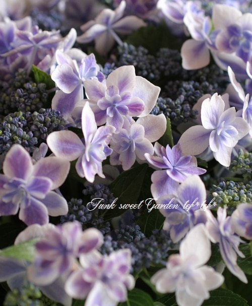 i>Hydrangea</i><BR><BR>加茂花菖蒲園オリジナル紫陽花<BR>『コンペ