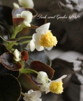 <i>Begonia cucullata</i><BR><BR>Ȭź餭Ƽե٥˥<BR>إե饤󥰥å