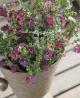 <i>Diascia barberae</i><BR><BR>ǥ<BR>إǥ˥֥롼