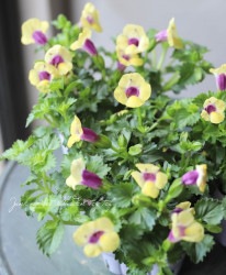 �ȥ�˥����ࡼ�󥷥꡼�� ���إ��������ࡼ���