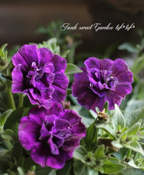 【絶版・激レア品】フィンランド発 ヘンリエッタの実践ハーブ療法 幸せになるためのハーブレシピ - 世界文化社グループ