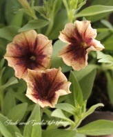 <i>Petunia x hybrida</i><BR><BR>ī�ҥ��ޥ󡦥ڥ���˥�<BR>�ع���������